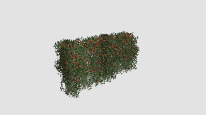 hedge 3D Model