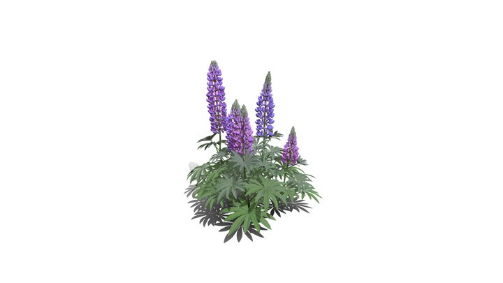 Realistic HD Large-leaved lupine (5/18) 3D Model