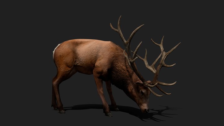 Elk Animated Realistic 3D Model
