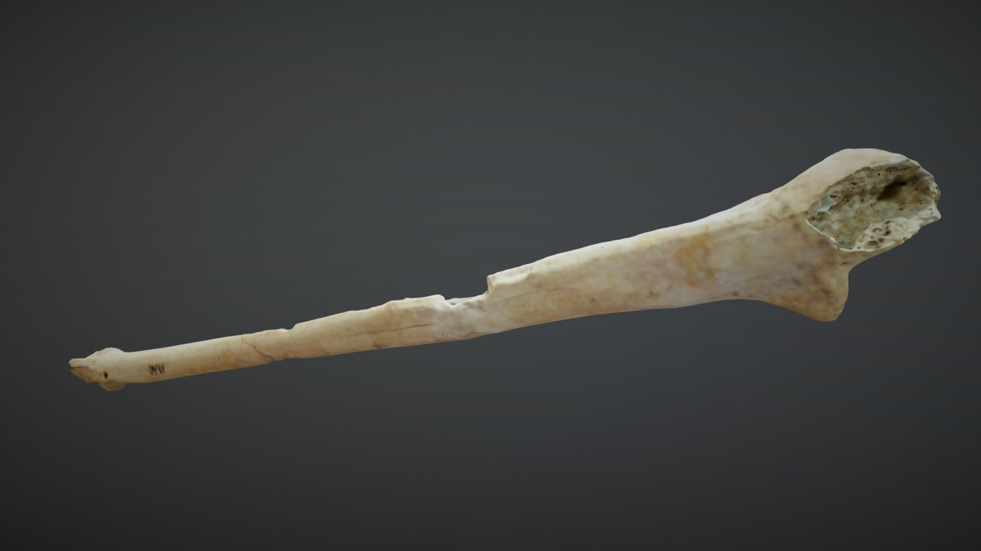 Left Ulna Lote 2393 (No. 11 drawing 40) - 3D model by uxulmassgrave3d ...