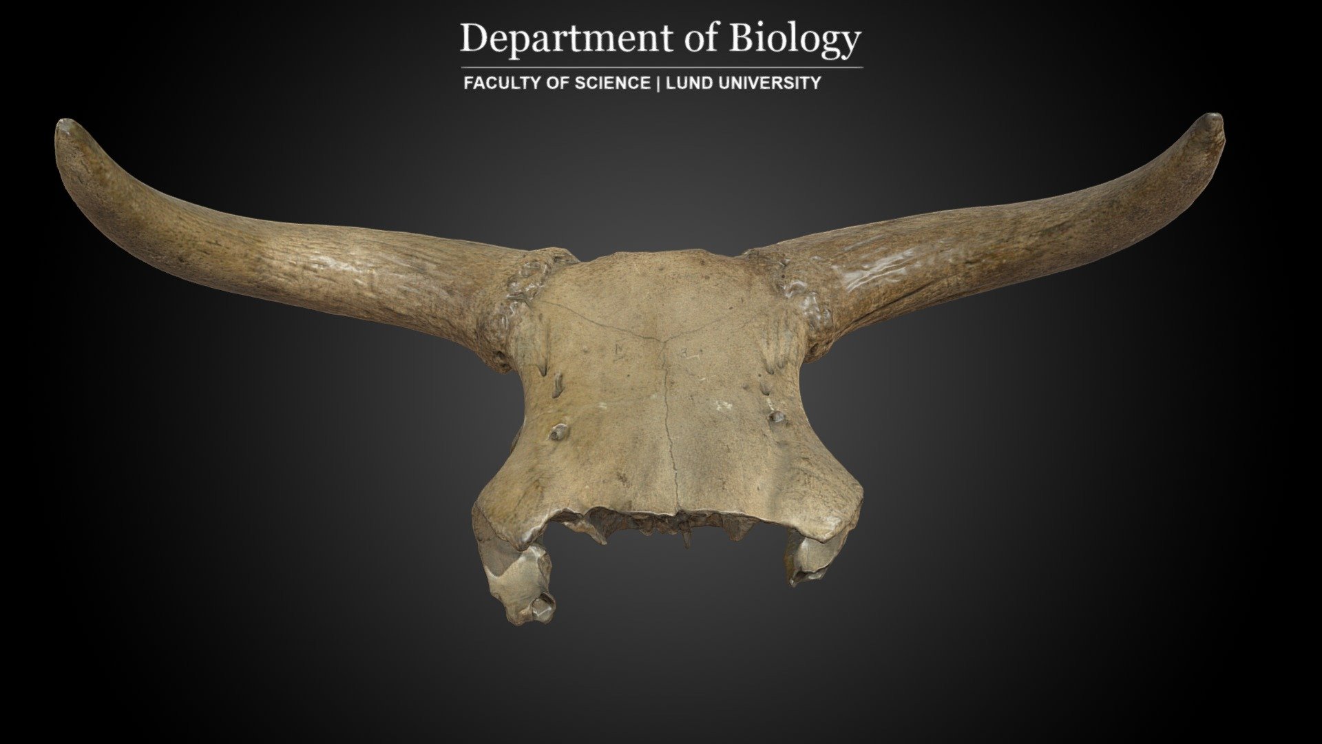 Cranium of Aurochs (Bos primigenius) - 3D model by 3D Lab - Department ...