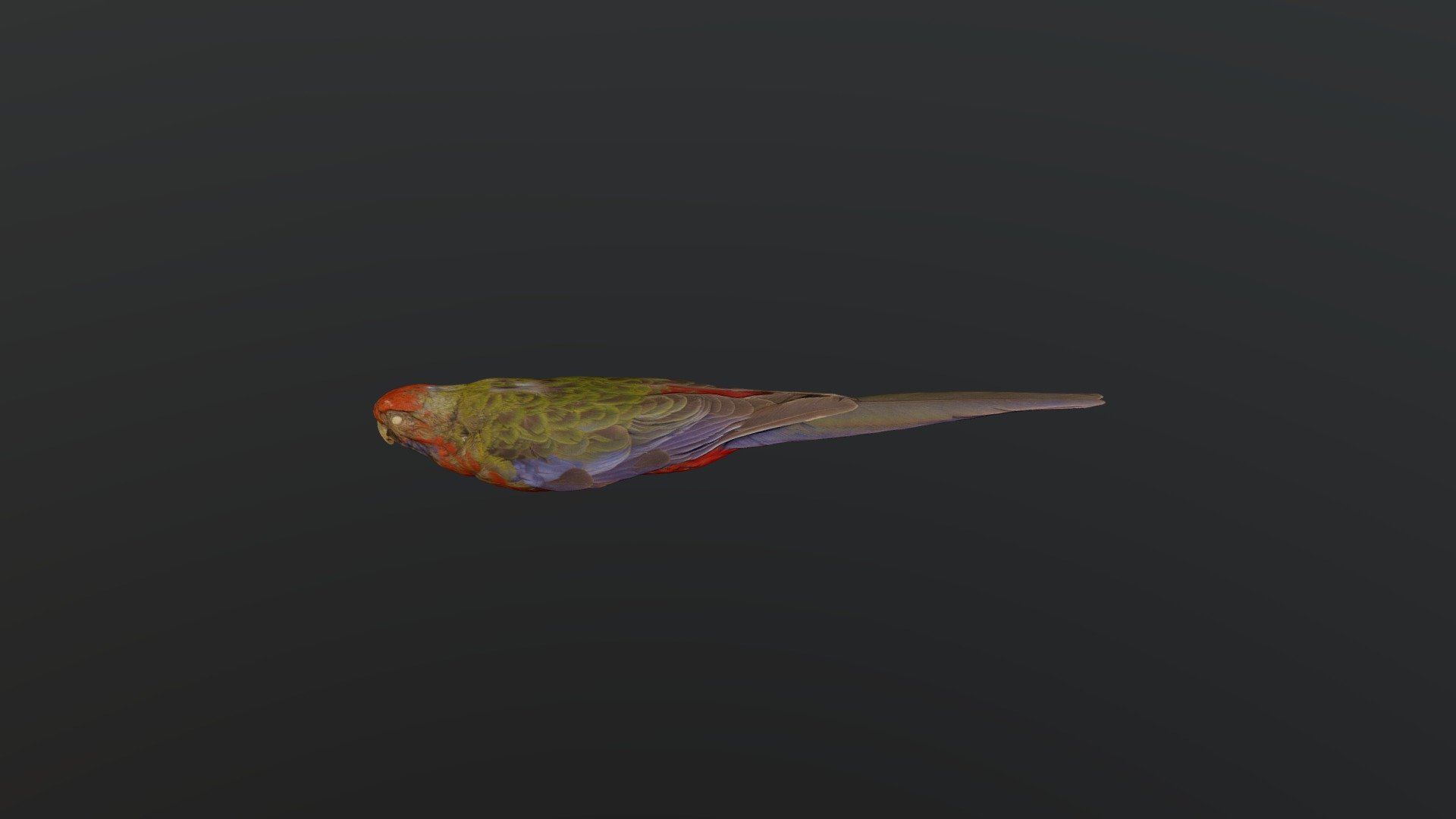 Crimson Rosella - Platycercus elegans