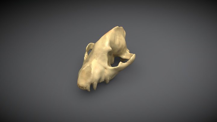 Skull phone 3d scan test 3D Model