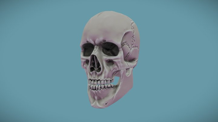 Skull – Free 3D Model STL