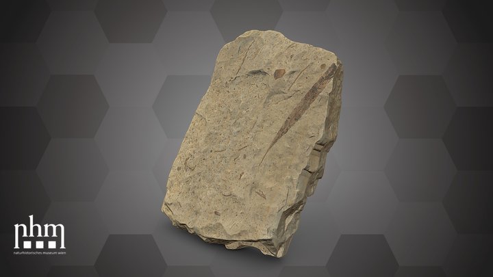 Sandstone with fossils (NHMW-GEO-2024/0188/4015) – Free 3D Model STL
