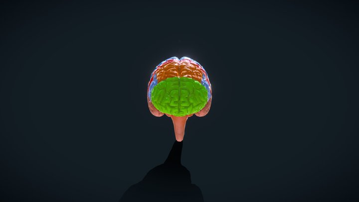brain 3D Model