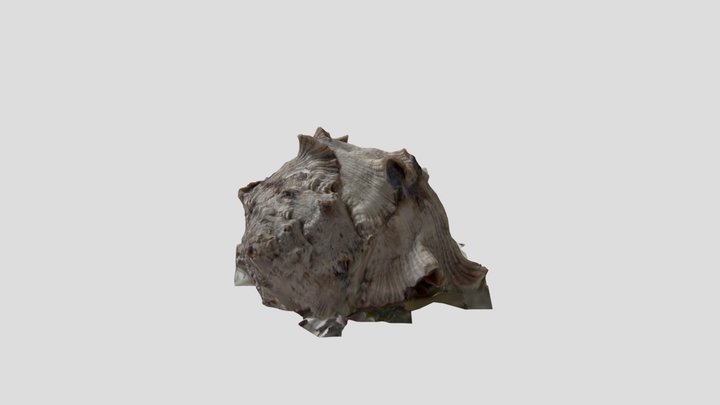 海螺 3D Model