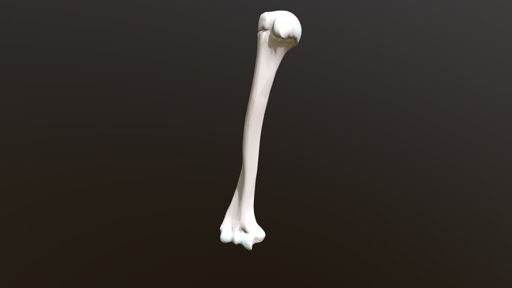 L_H_02 3D Model