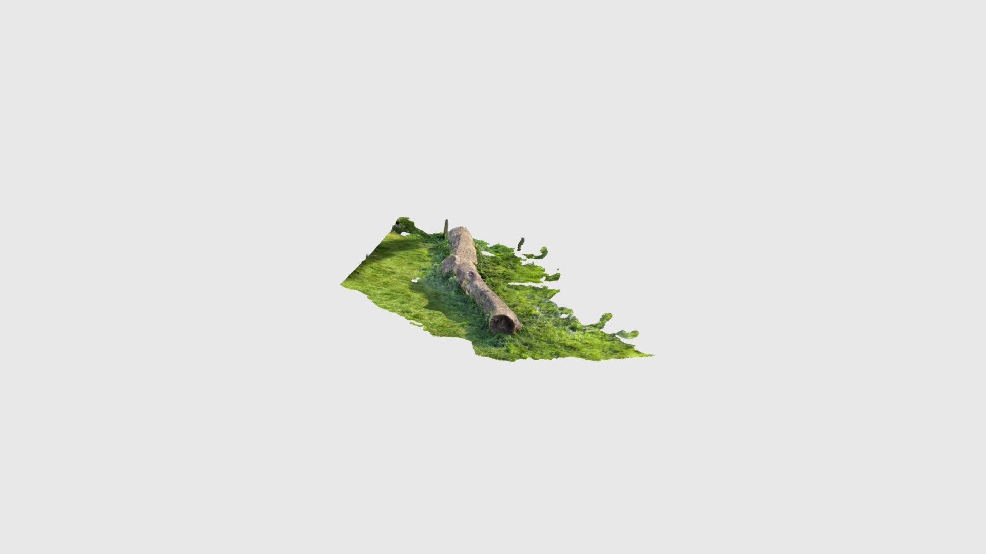 Tree Trunk