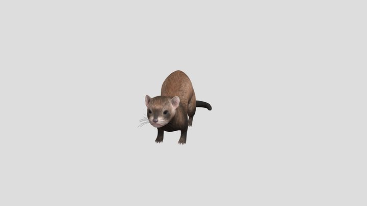 Ferret Fbx 3D Model