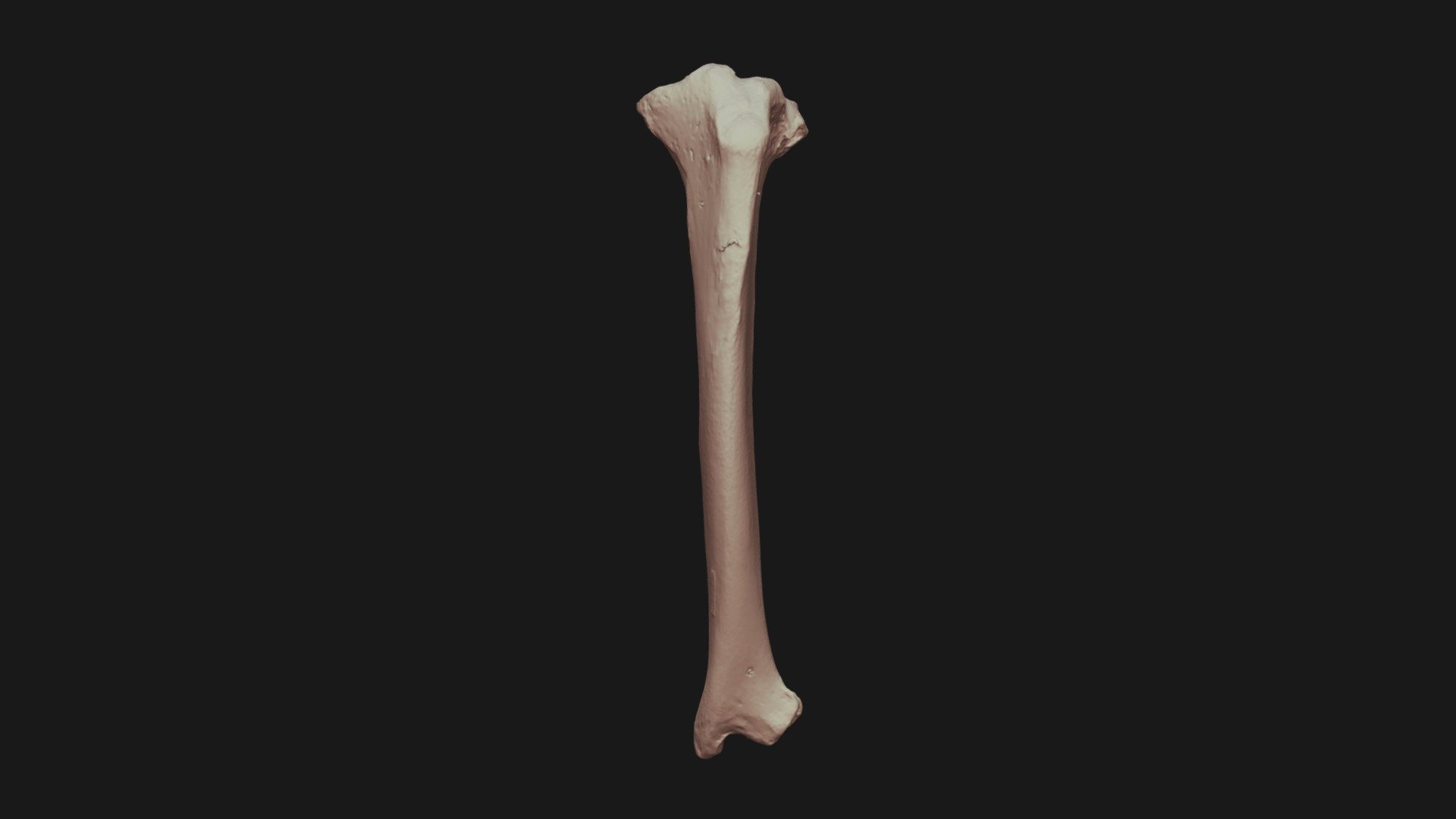 Bear Tibia - 3d Model By Aisos [789b4dc] - Sketchfab