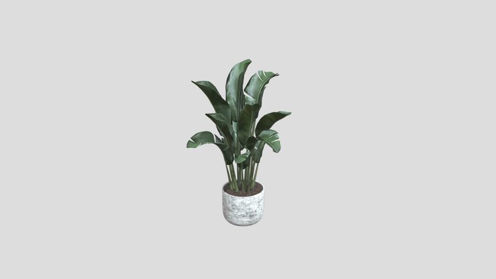 Banana Plant With Pot 3D Model