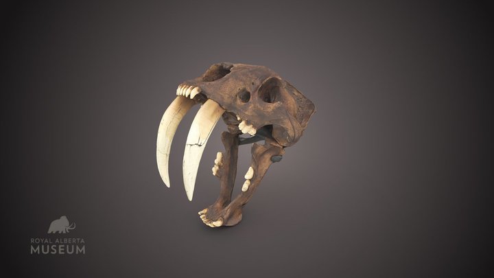 Sabre-tooth skull 3D Model
