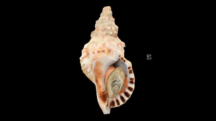 CC0 ナンカイボラ 🐚 Knobbed Triton, Charonia lampas