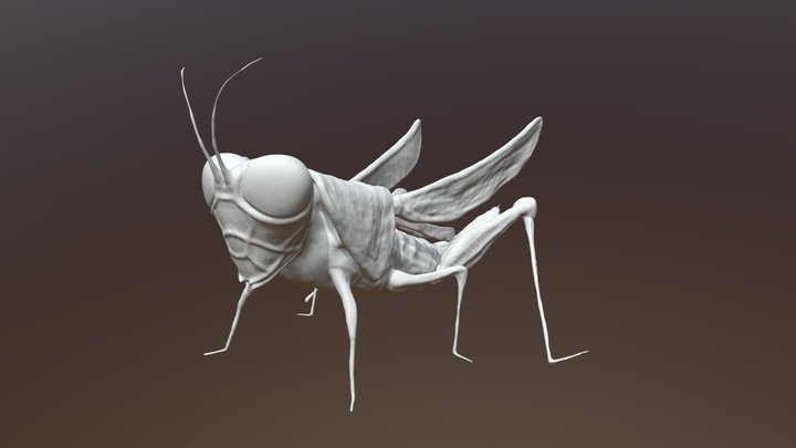 Locust & grashopper Hyrbid 3D Model