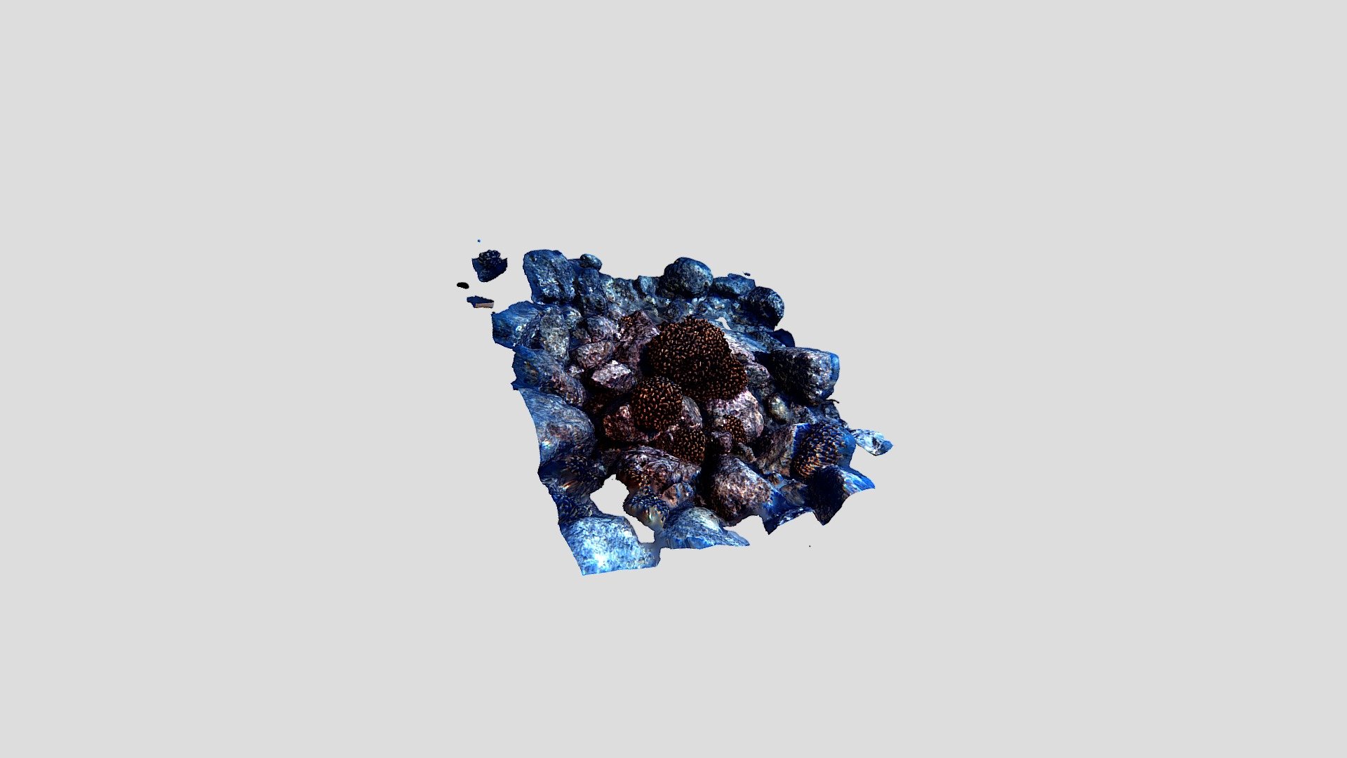 Pocillopora