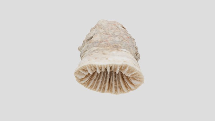 Flabellum Coral (NHMW-ZOO-EV-0008199) 3D Model