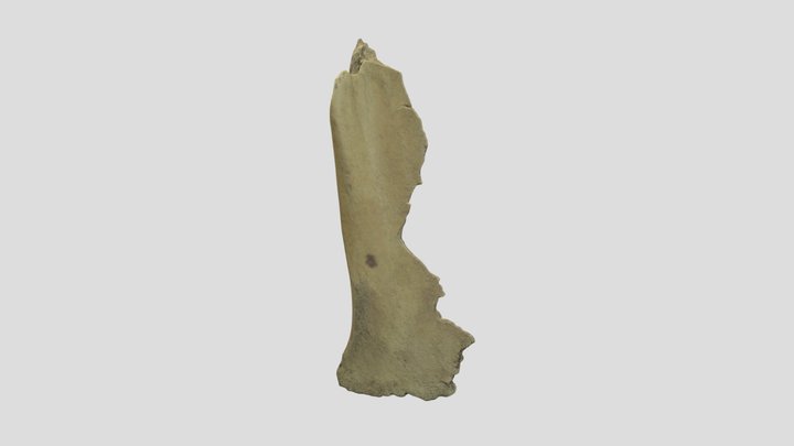 Filo largo 3D Model