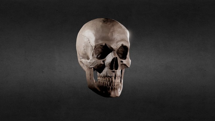 Skull 3D Model