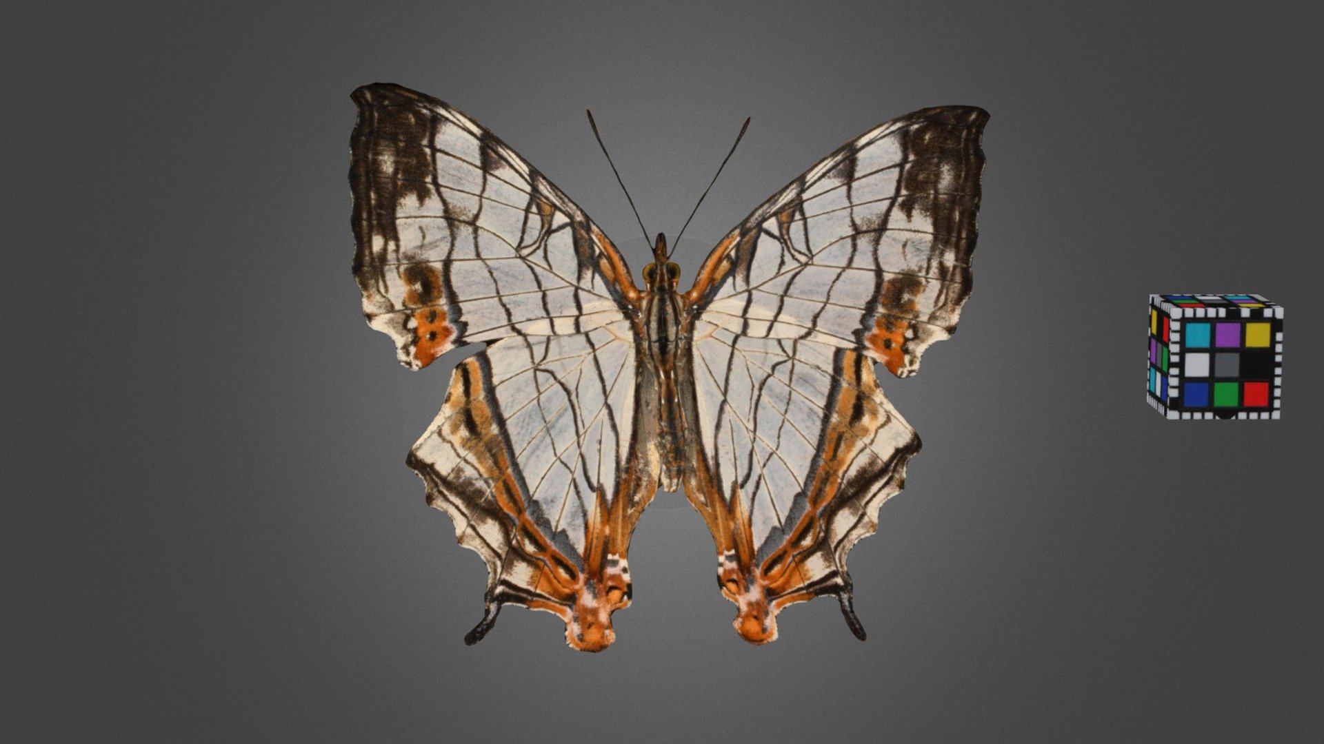 CC0 イシガケチョウ 🦋 Oriental Map Butterfly - Download Free 3D