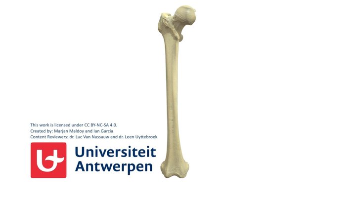 Rechter Femur R met annotaties 3D Model