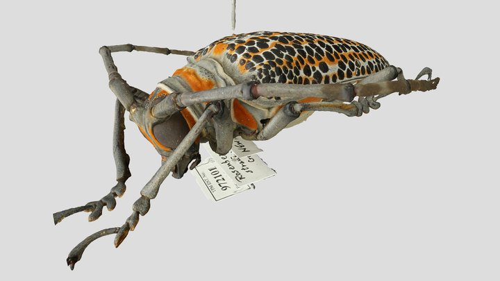 YPM ENT.972101 Coleoptera: Rosenbergia straussi 3D Model