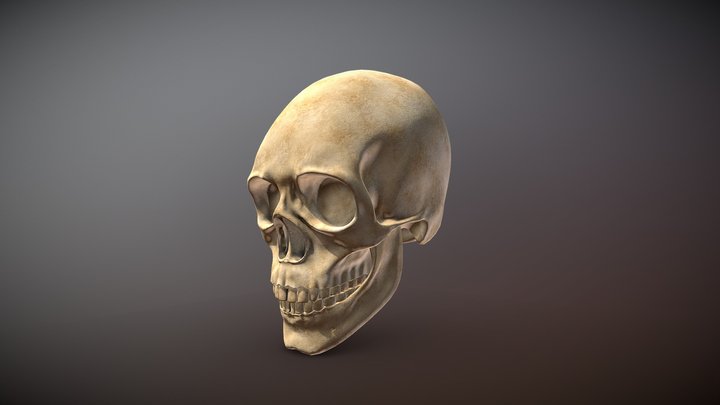 Human Skull - High Poly 3D Model