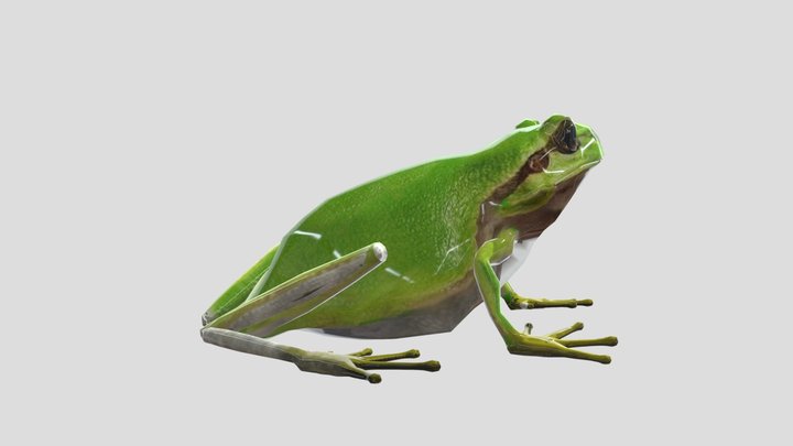 Japanese-Tree-Frog 3D Model