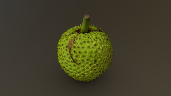 Breadfruit 01 3D Model