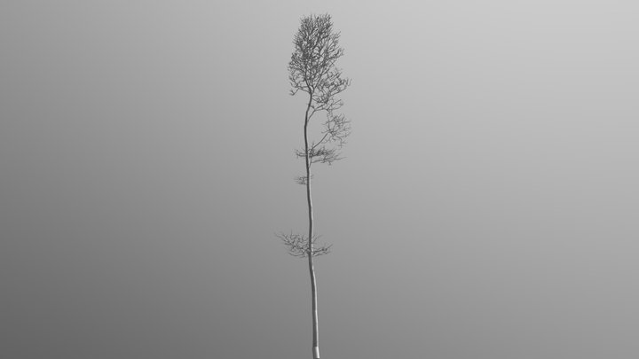 A beech tree in Wuustwezel (Belgium) 3D Model