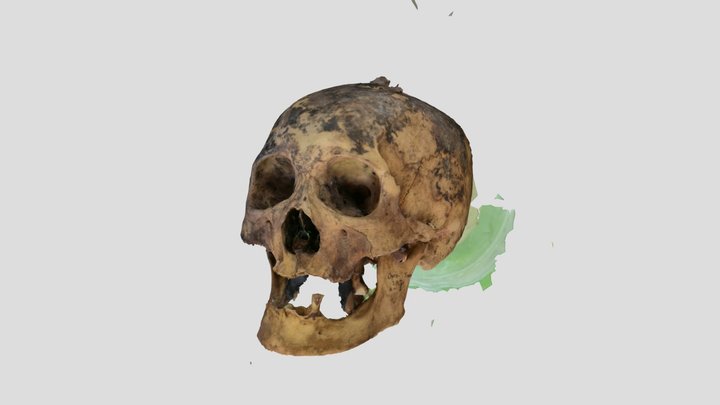 Skull fron Orto-Tokoi, Kyrgyzstan, 2024 v2 3D Model