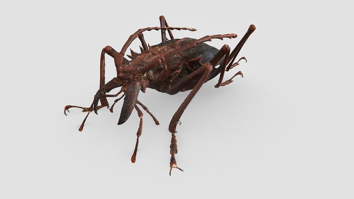 Psalidognathus friendii – Modèle 3D gratuit STL