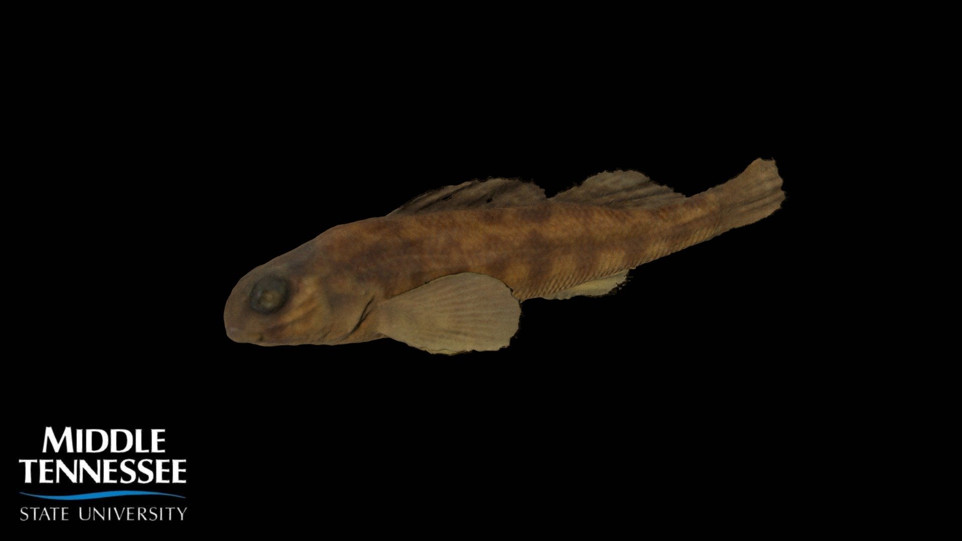 Snubnose Darter - Etheostoma simoterum