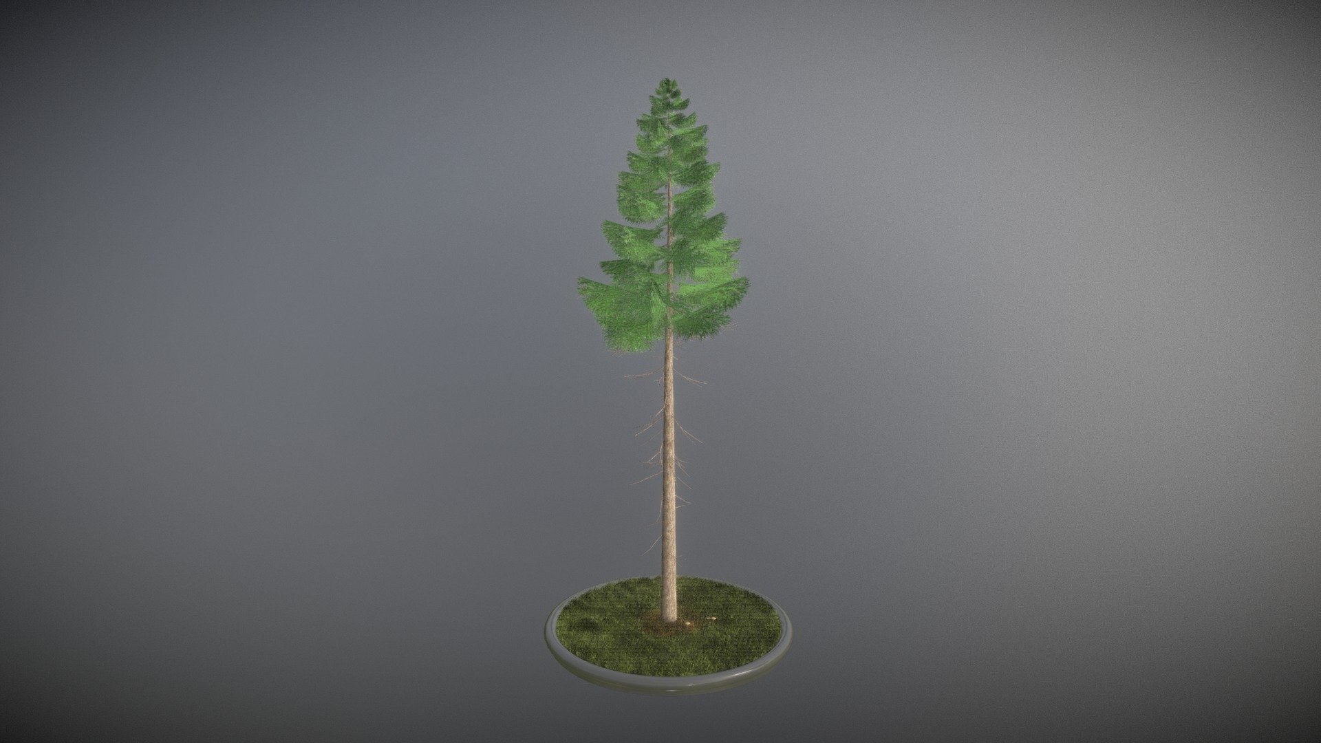 Spruce Tree - 21 Meter Version 2 - Buy Royalty Free 3D model by VIS-All ...