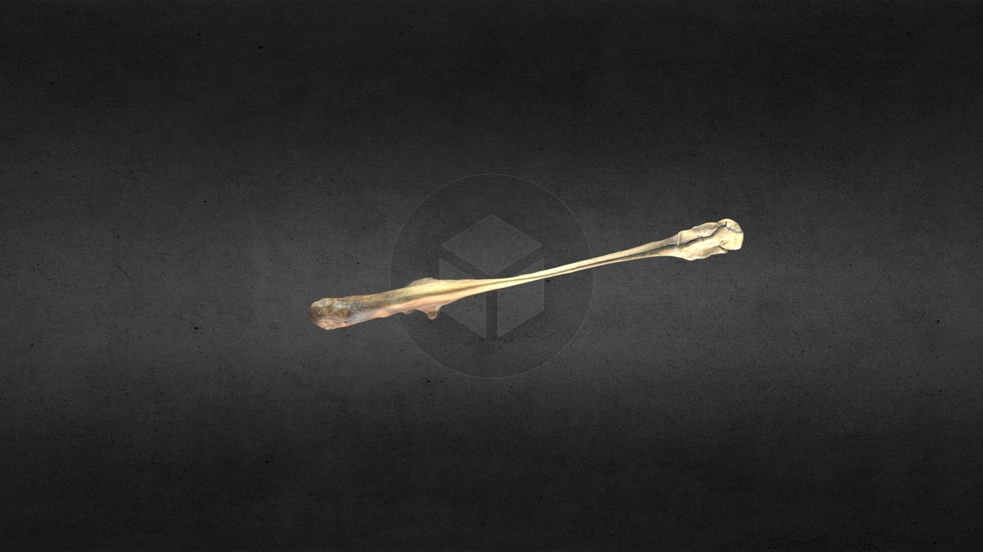 MSCC052 Ovibos moschatus Right Ulna