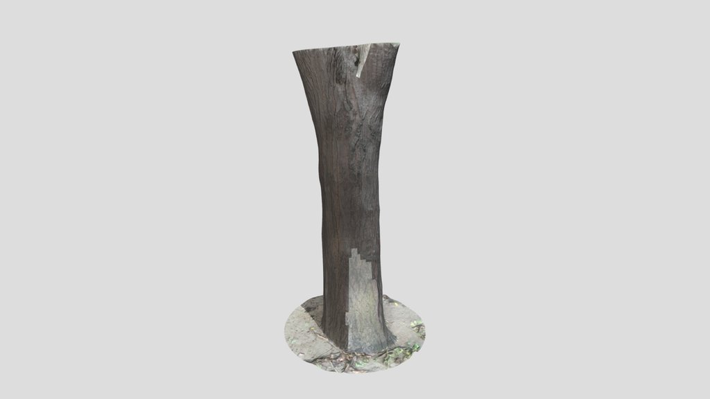 Tree Trunk Bark Scan