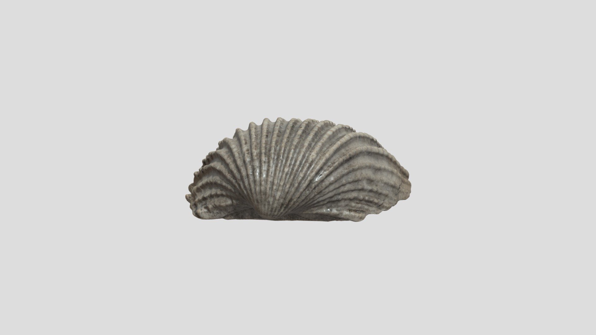 Anadara granosa 2