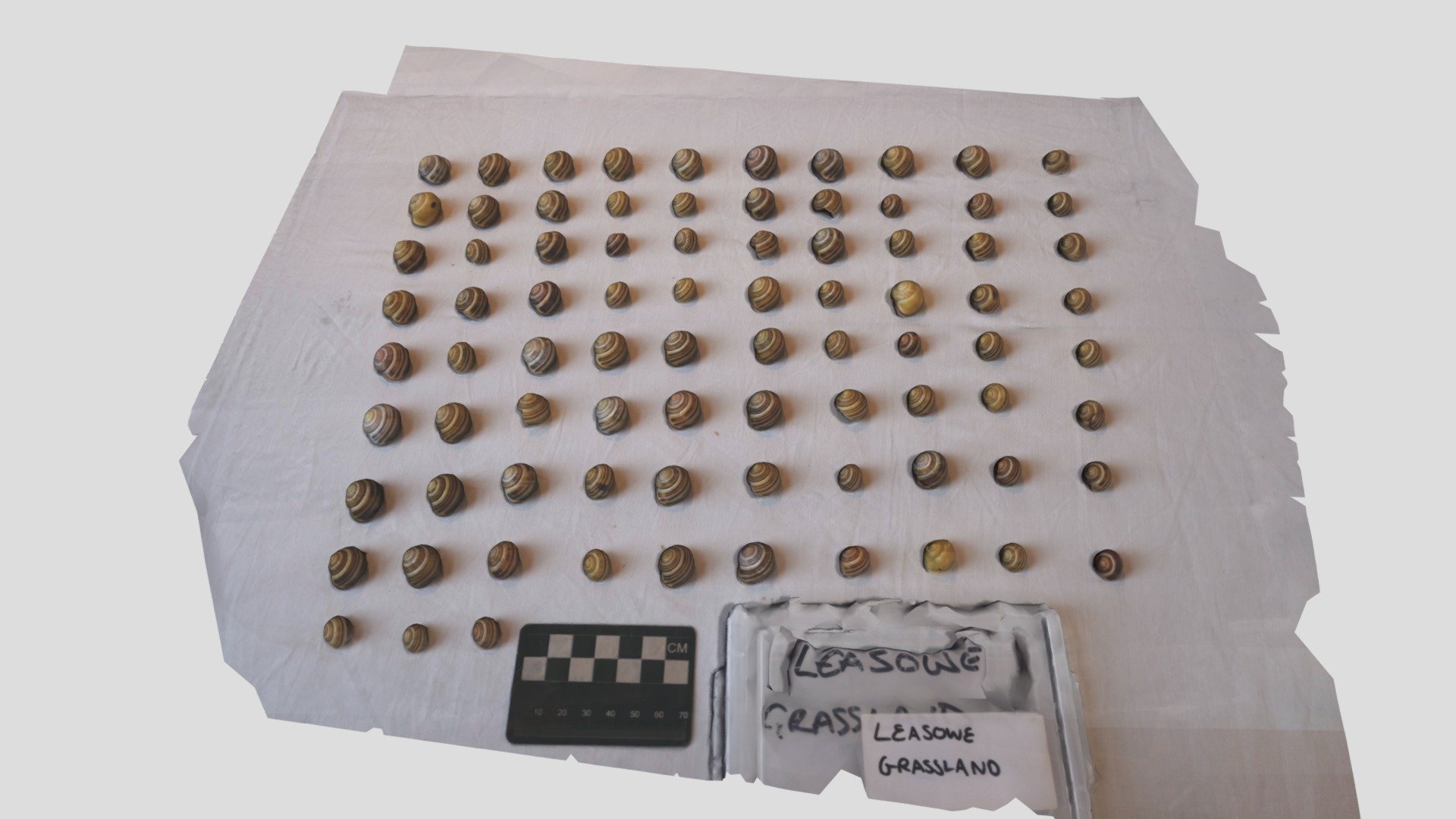 Leasowe Grassland Snail Shells