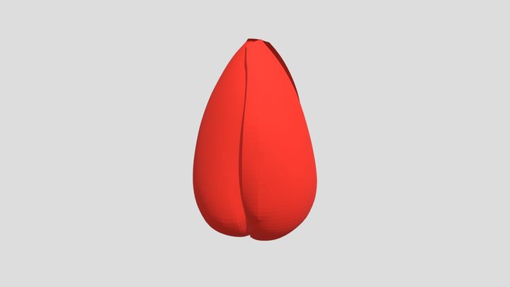 Tulip 3D Model