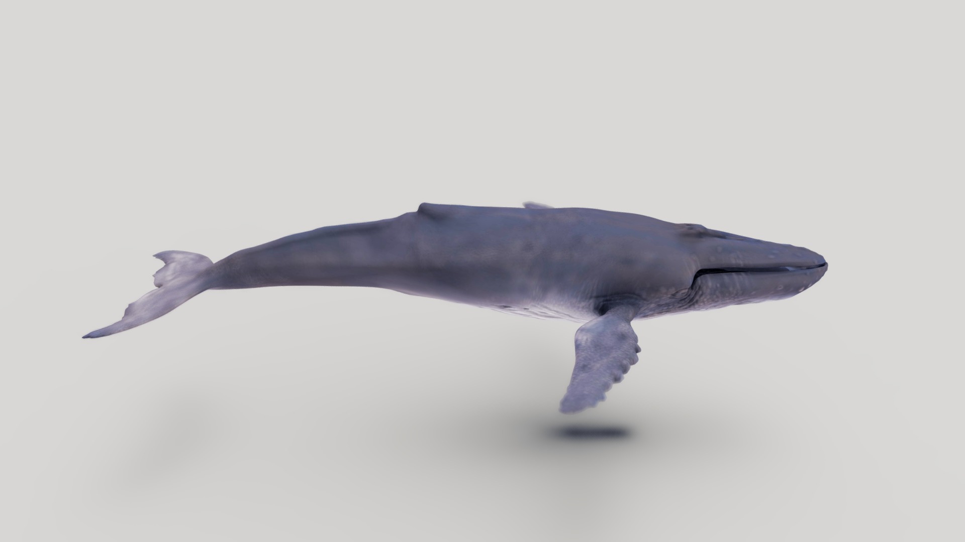 3D model WIP humpback whale - This is a 3D model of the WIP humpback whale. The 3D model is about a dolphin swimming in the water.
