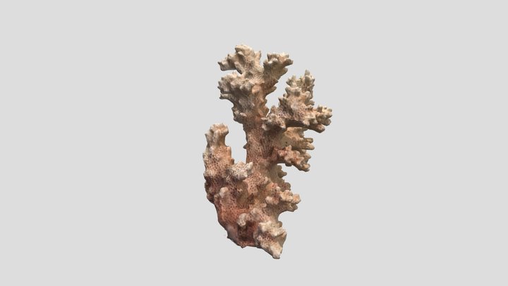 Coral 3D mapping 3D Model