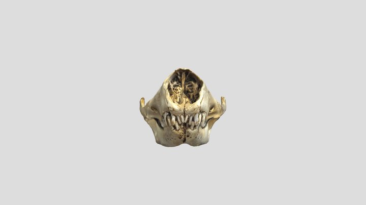 Seal Skull no annotations 3D Model
