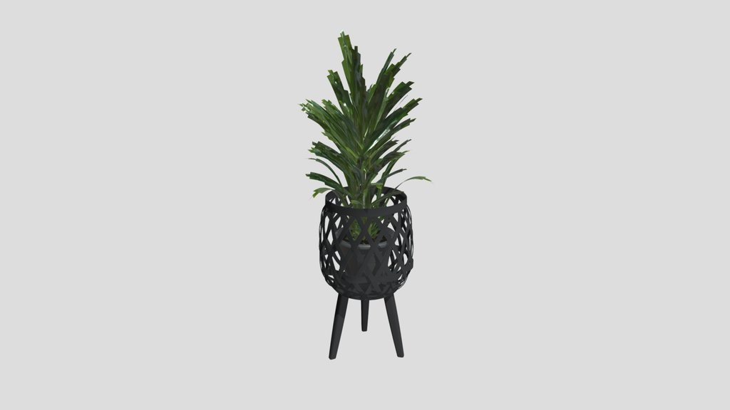 Zen Palm