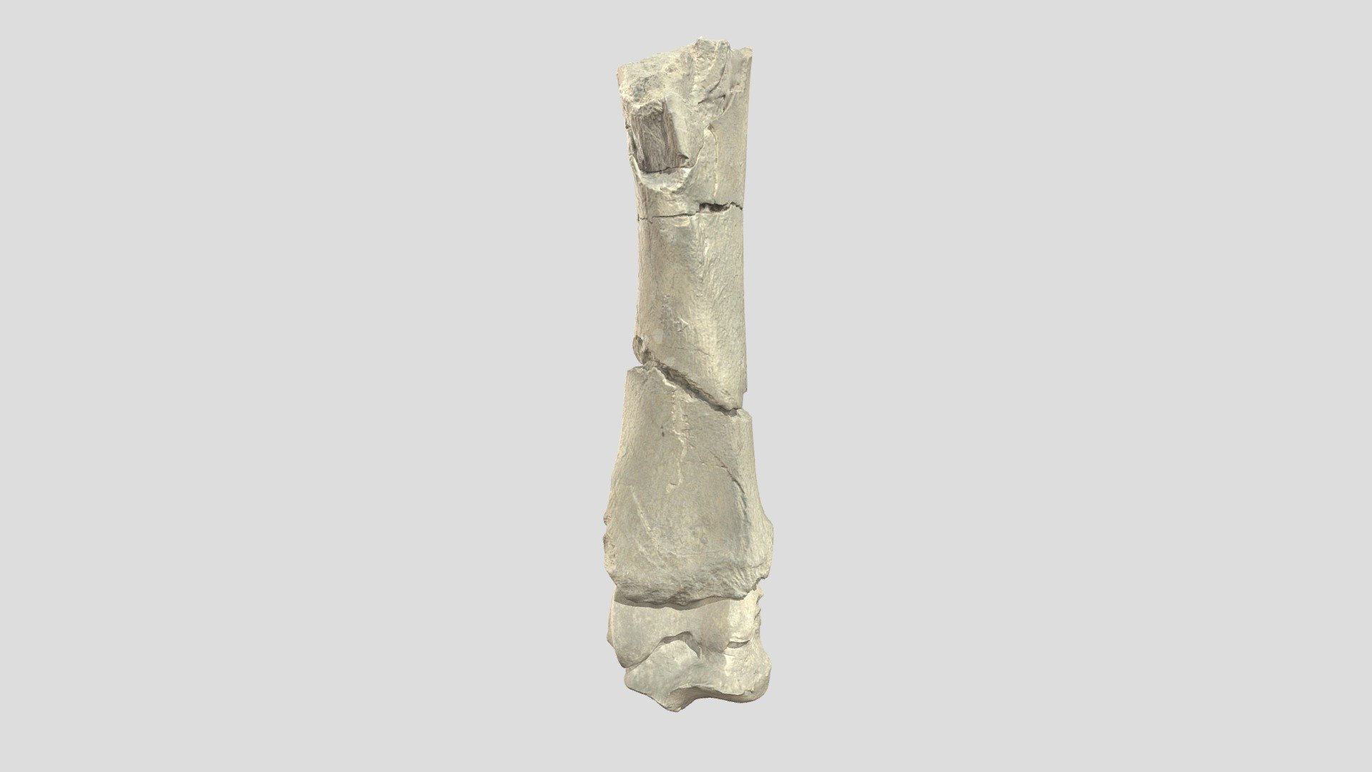Titanotherium Robustus Distal Tibia And Talus - Download Free 3D model ...