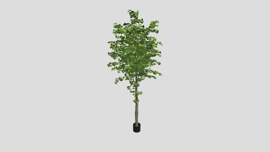 Tall Ginkgo Tree In Black Planter