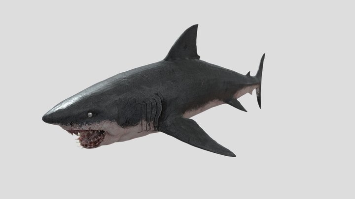 shark 3D Model