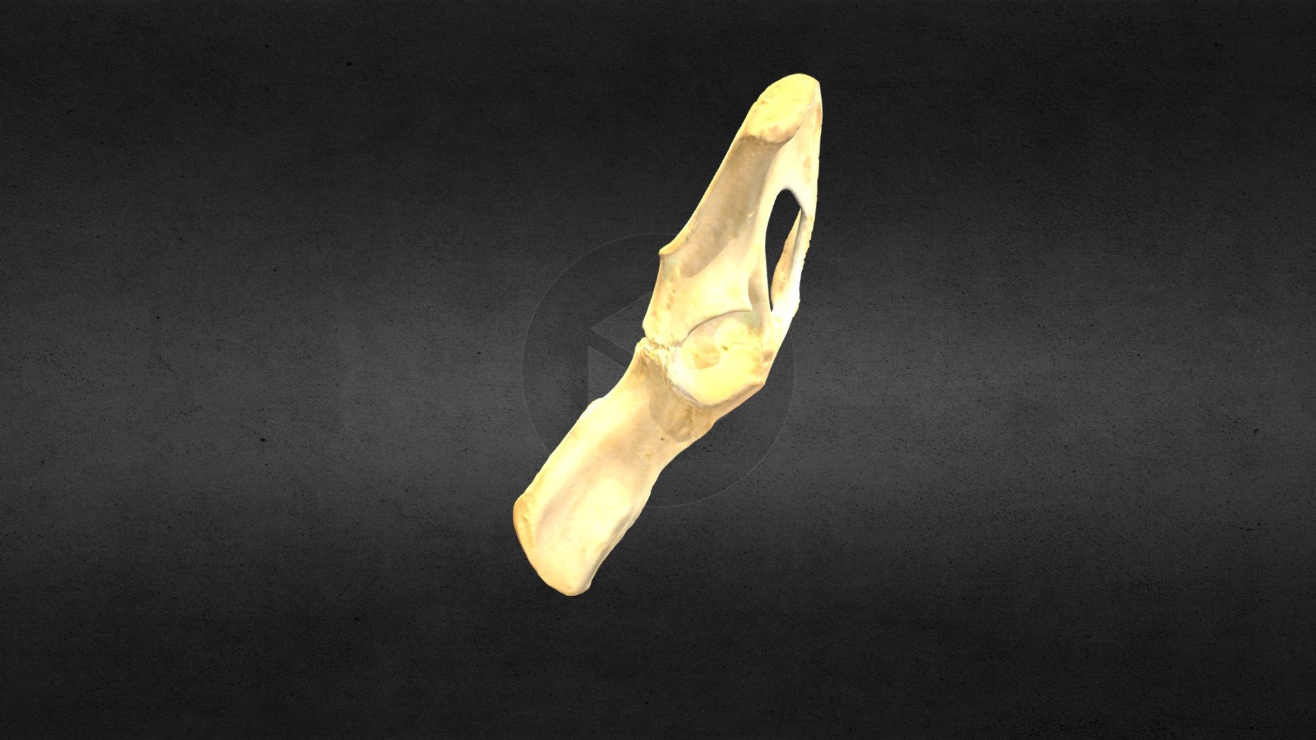 MSCC098 Puma concolor Juvenile Left Pelvis