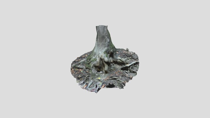 Root of an Ash Tree 3D Model