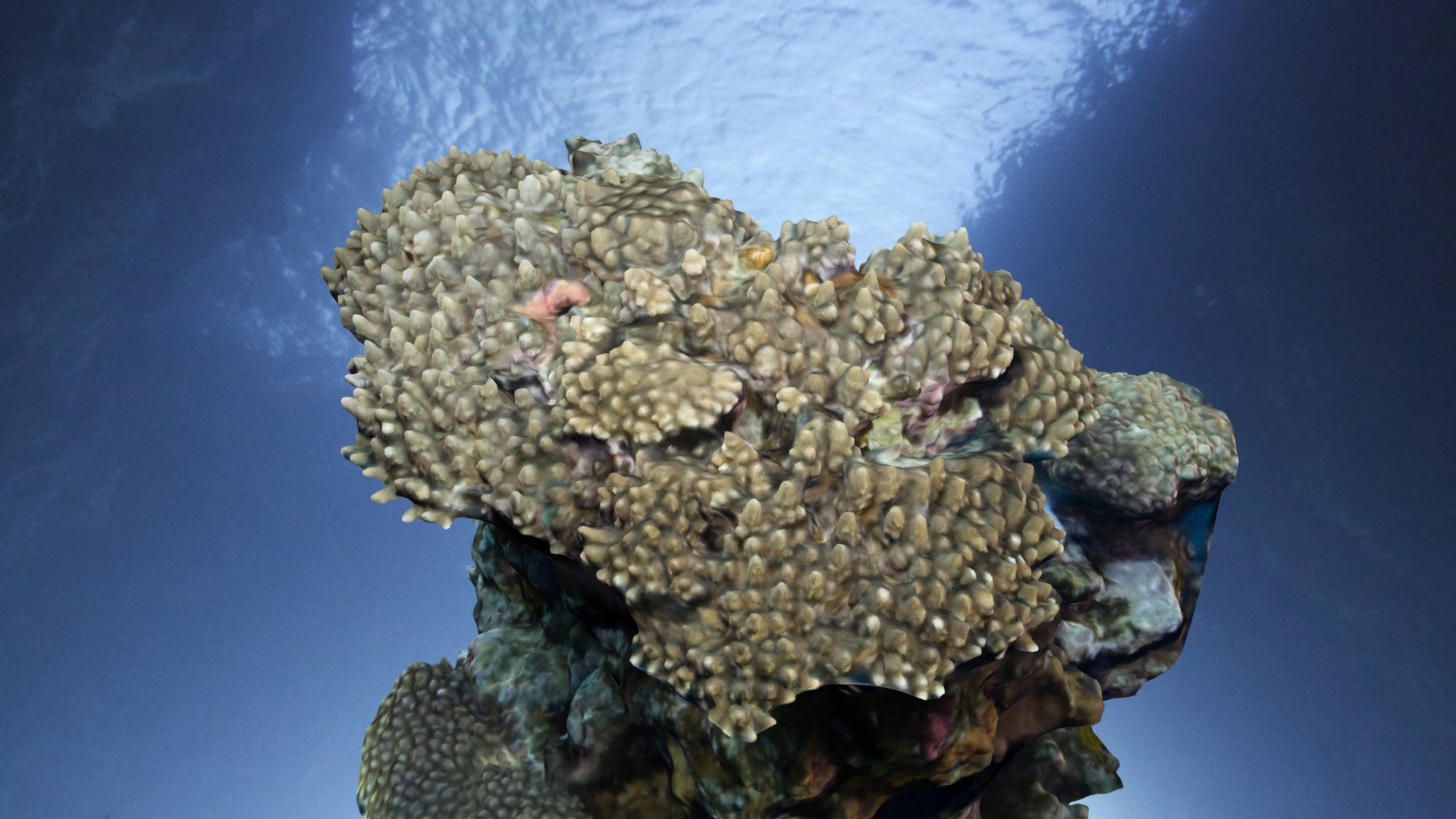 Acropora gemmifera