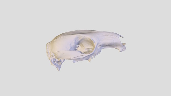 N_ rufogriseus Skull 3D Model